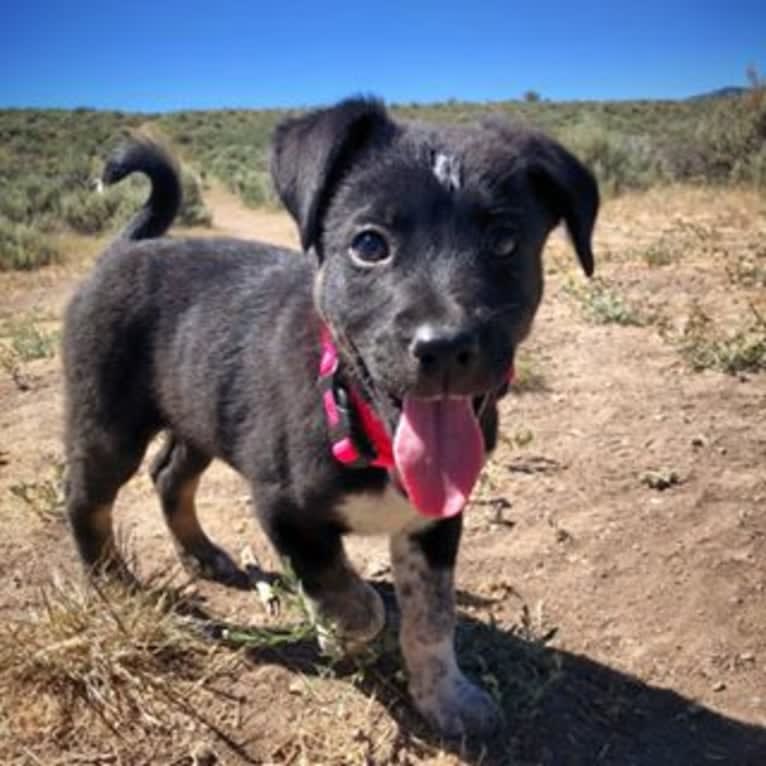 Zeeki, a Border Collie and Chinese Shar-Pei mix tested with EmbarkVet.com