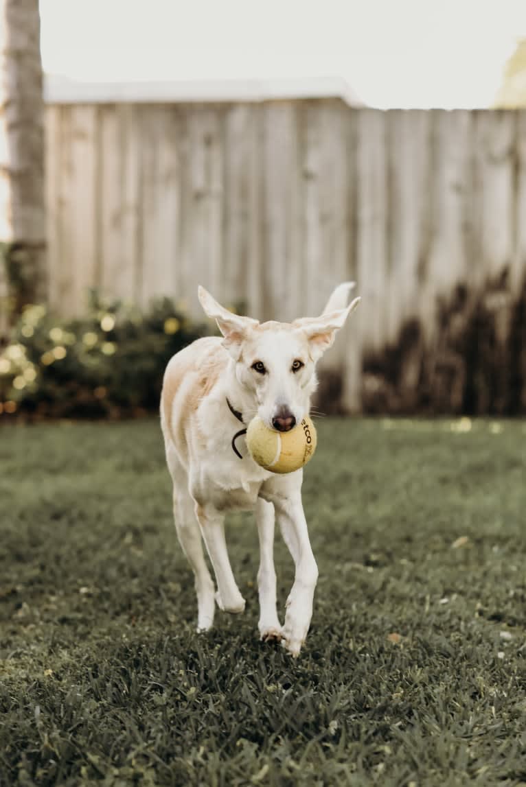 Aspen, a Bloodhound and German Shepherd Dog mix tested with EmbarkVet.com