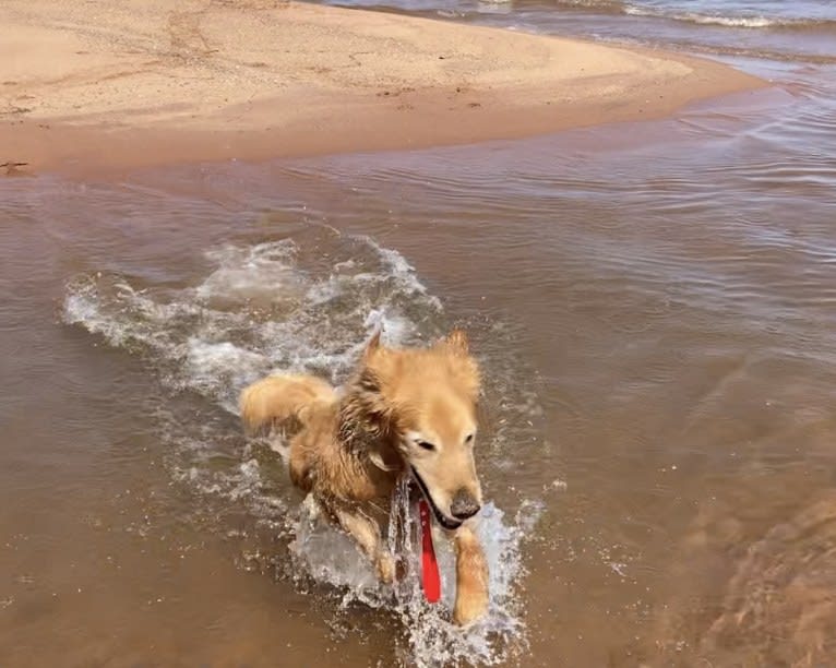 Timber “Gross Manor’s I’ll Be The One You Won’t Forget”, a Golden Retriever tested with EmbarkVet.com