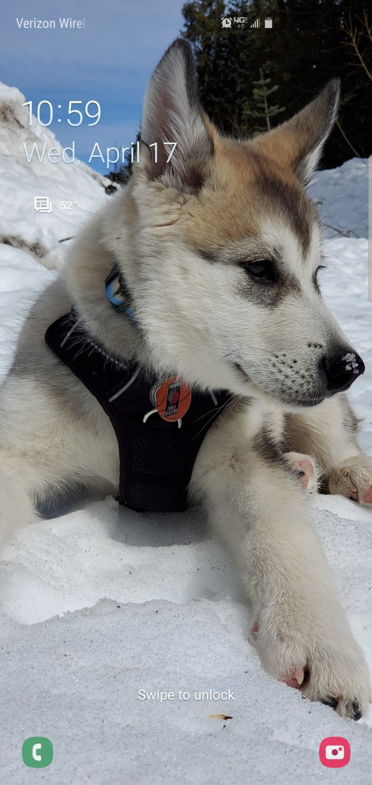 Yomi, an Alaskan Malamute and Siberian Husky mix tested with EmbarkVet.com