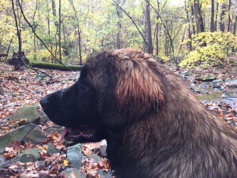 wallie, a Leonberger tested with EmbarkVet.com