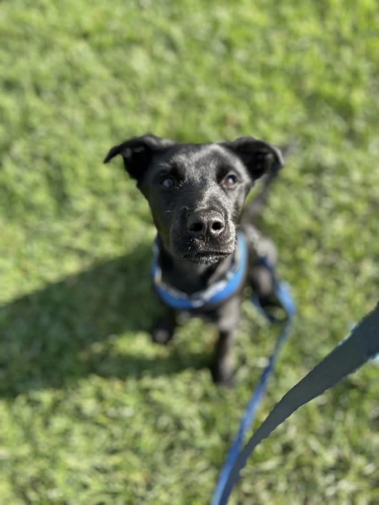 Rio, a Rottweiler and Golden Retriever mix tested with EmbarkVet.com