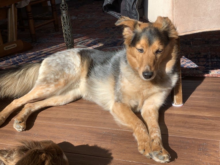 Joon, a Shetland Sheepdog and Australian Cattle Dog mix tested with EmbarkVet.com