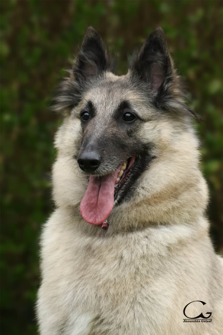 Nycka, a Belgian Shepherd tested with EmbarkVet.com