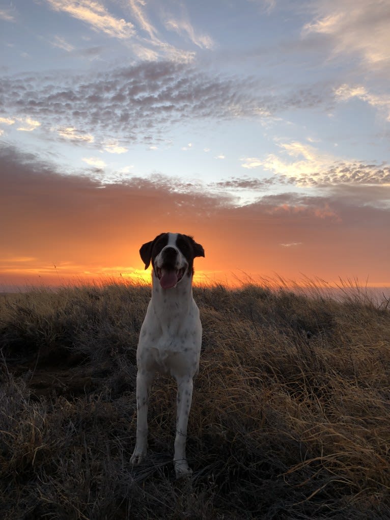 El Guapo, a Brittany and Catahoula Leopard Dog mix tested with EmbarkVet.com