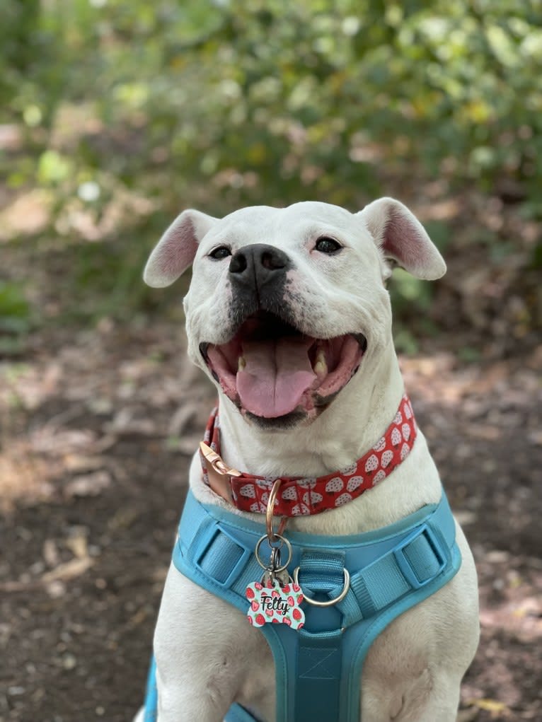 Fetty, an American Pit Bull Terrier and American Staffordshire Terrier mix tested with EmbarkVet.com
