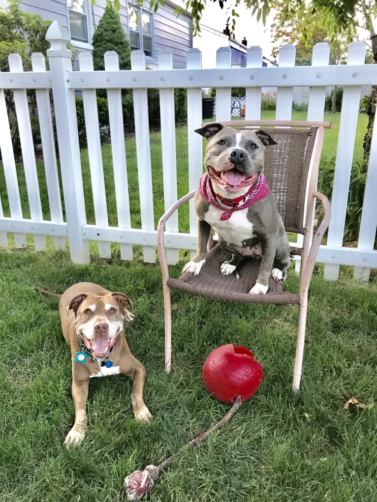 Ariel, an American Bully tested with EmbarkVet.com