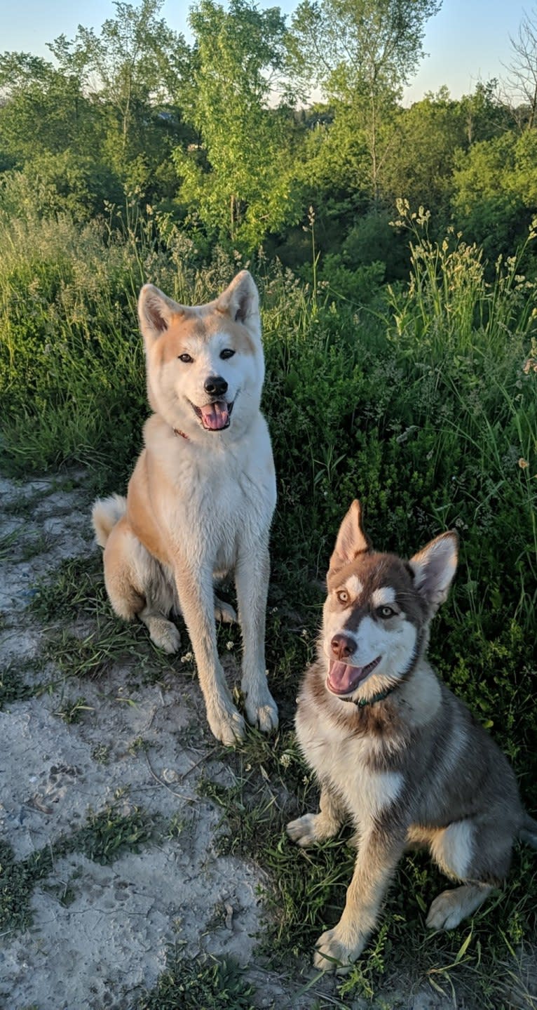 Gambit, a Siberian Husky and Australian Shepherd mix tested with EmbarkVet.com