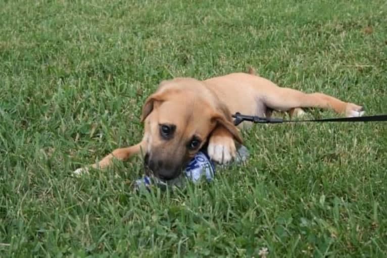 Prince, an American Pit Bull Terrier and Redbone Coonhound mix tested with EmbarkVet.com