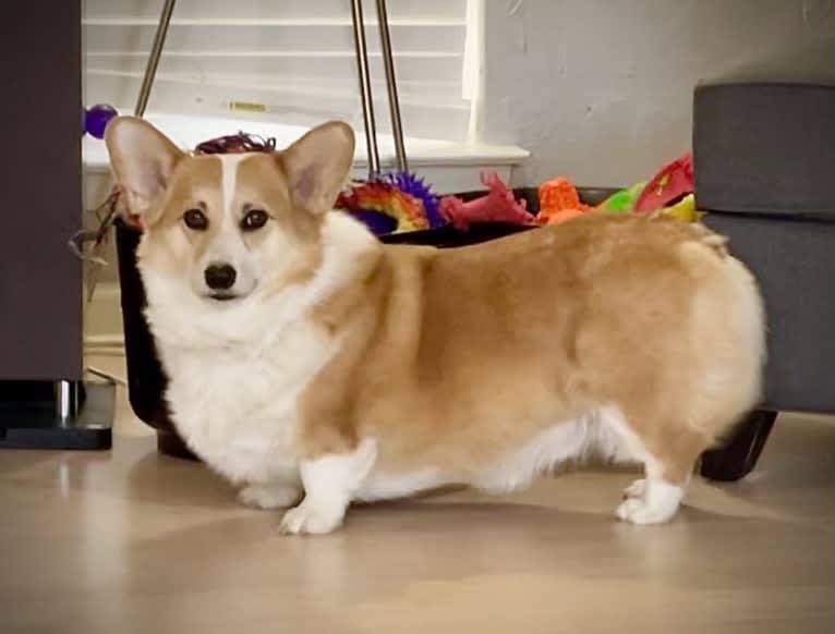 Kudzu (Zuzu), a Pembroke Welsh Corgi tested with EmbarkVet.com