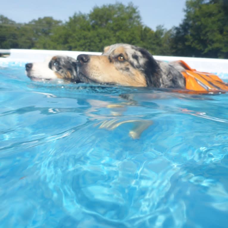 Dodge, an Australian Shepherd tested with EmbarkVet.com