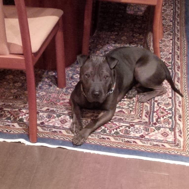 American bully shar pei mix top