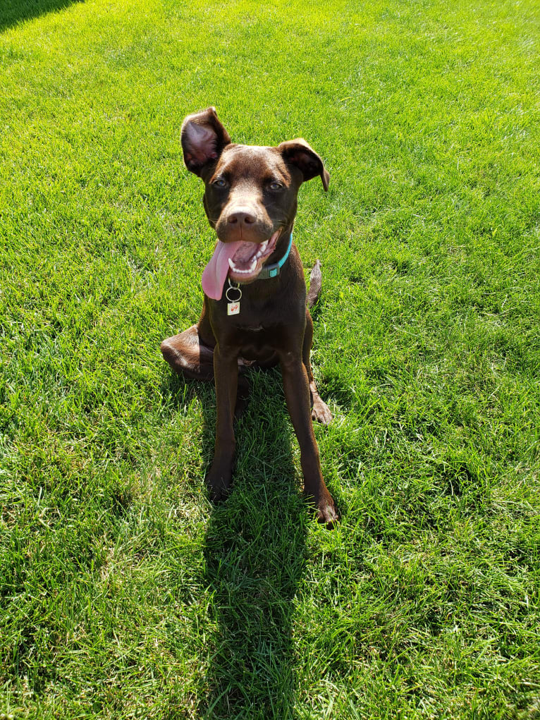 Dexter, a Labrador Retriever and American Pit Bull Terrier mix tested with EmbarkVet.com
