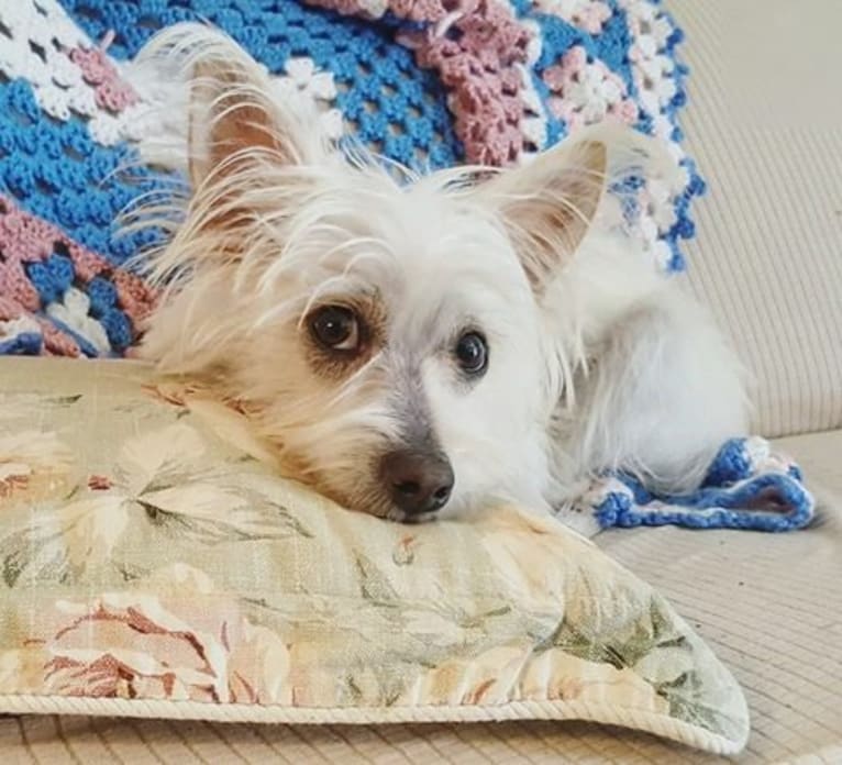 Teddy, a Pomeranian and Chinese Crested mix tested with EmbarkVet.com
