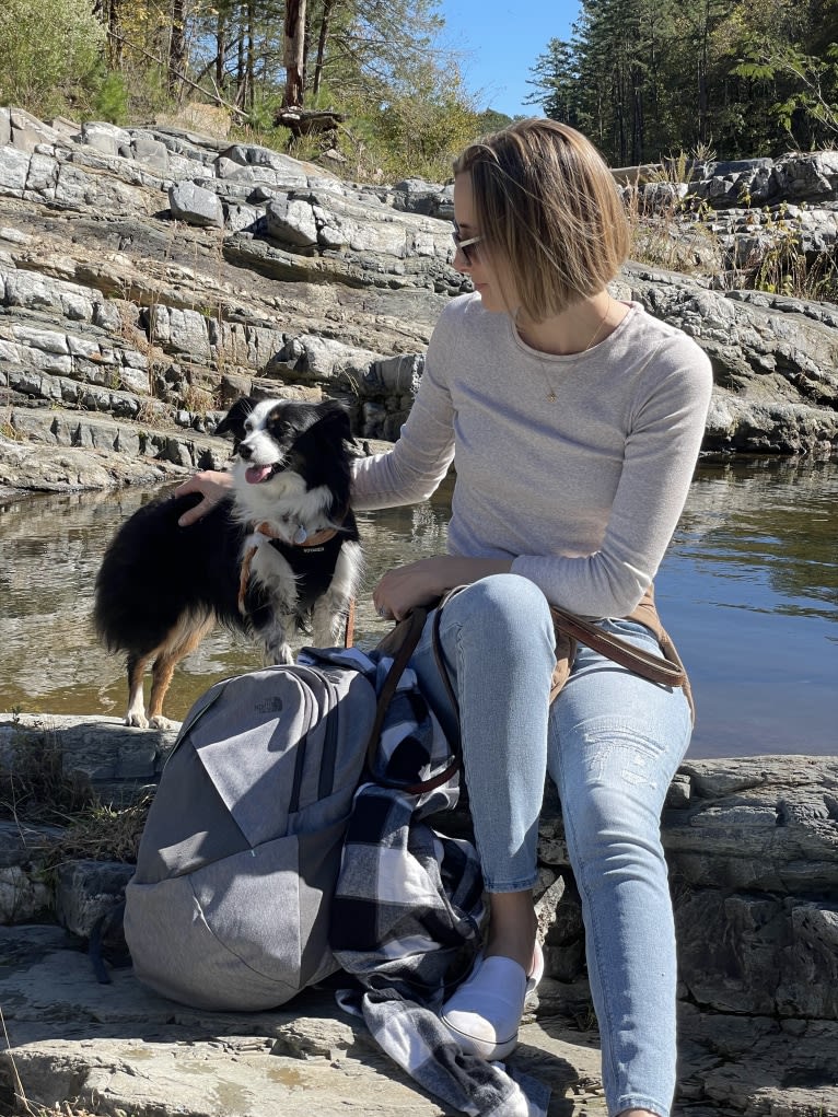 Cricket, an Australian Shepherd tested with EmbarkVet.com