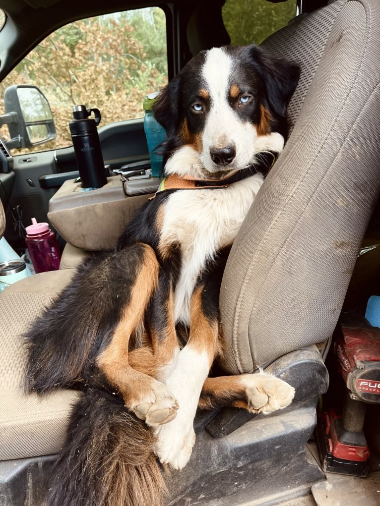 Oliver Webster, an Australian Shepherd tested with EmbarkVet.com