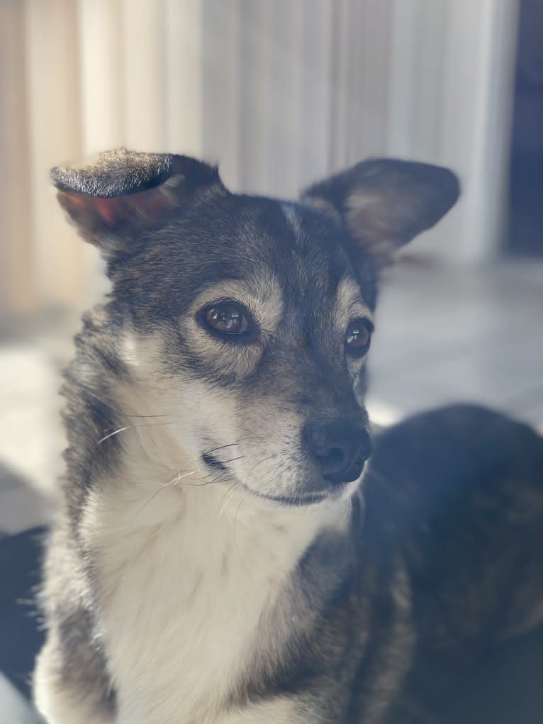 Jupiter, a Japanese or Korean Village Dog tested with EmbarkVet.com