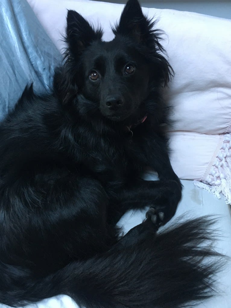 Eleanor, a Schipperke and Chihuahua mix tested with EmbarkVet.com