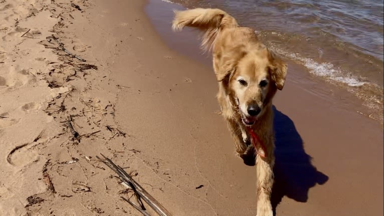 Timber “Gross Manor’s I’ll Be The One You Won’t Forget”, a Golden Retriever tested with EmbarkVet.com