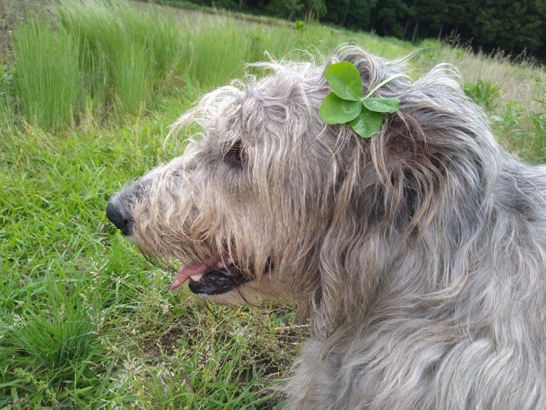 Mouton, an Irish Wolfhound tested with EmbarkVet.com