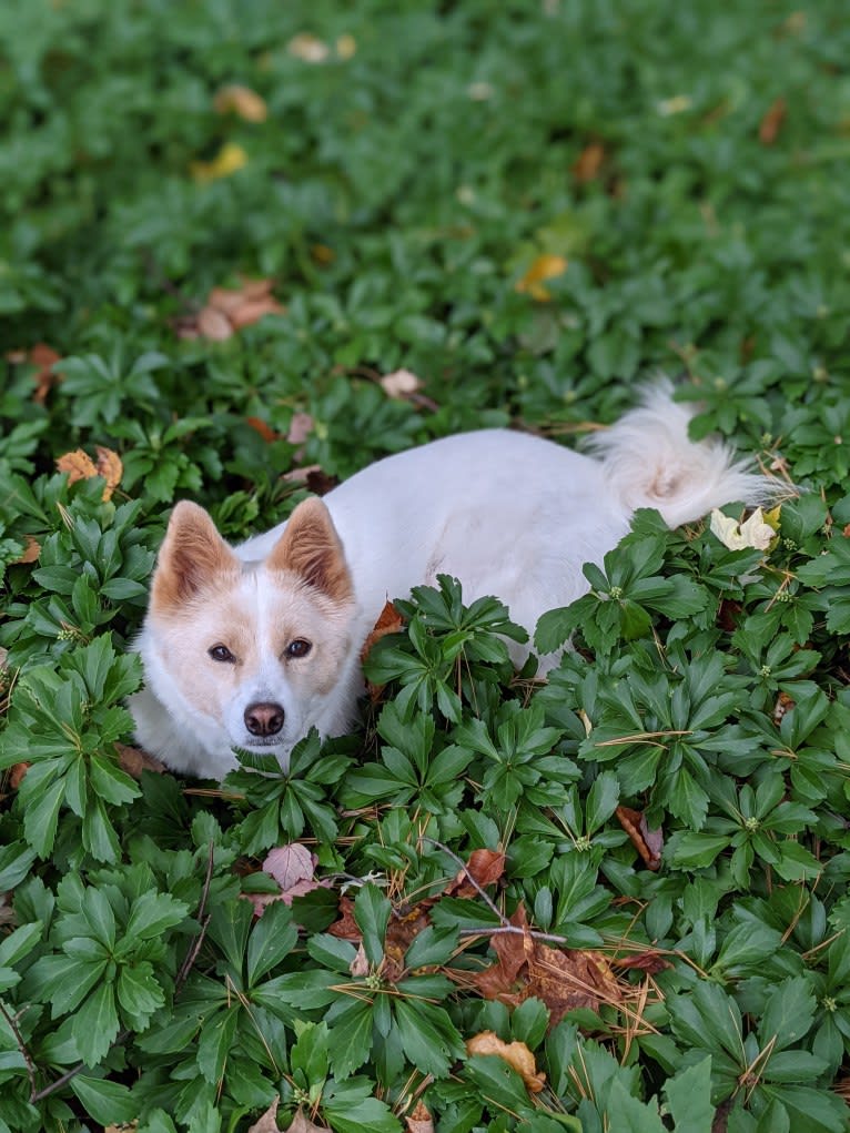 Artemis, a Japanese or Korean Village Dog tested with EmbarkVet.com