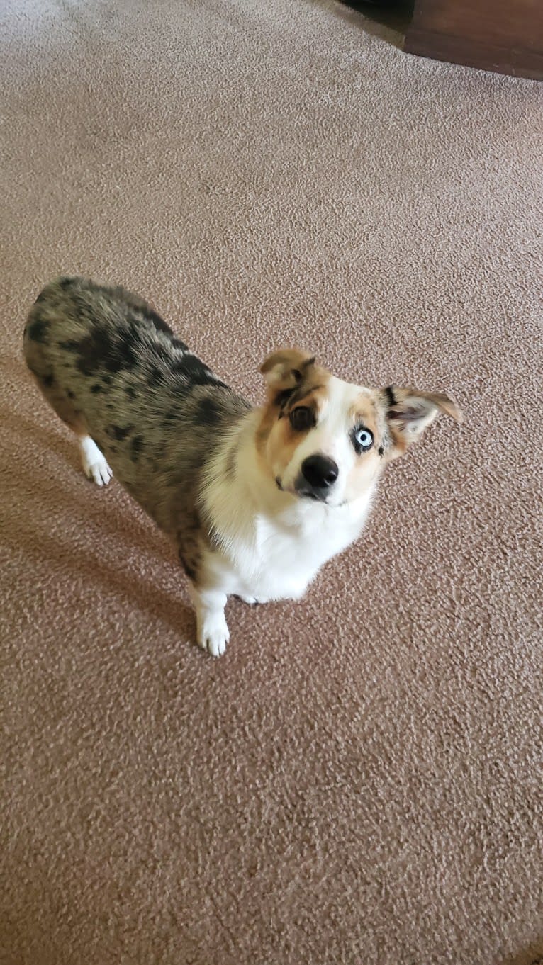 Ziggy Stardust, a Miniature/MAS-type Australian Shepherd and Pembroke Welsh Corgi mix tested with EmbarkVet.com