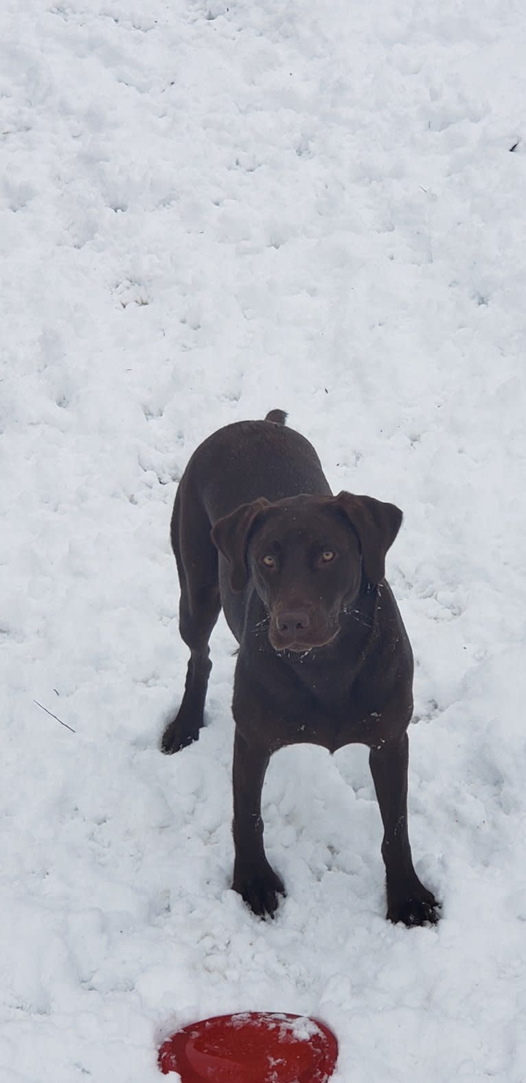 Bree, a Labrador Retriever tested with EmbarkVet.com