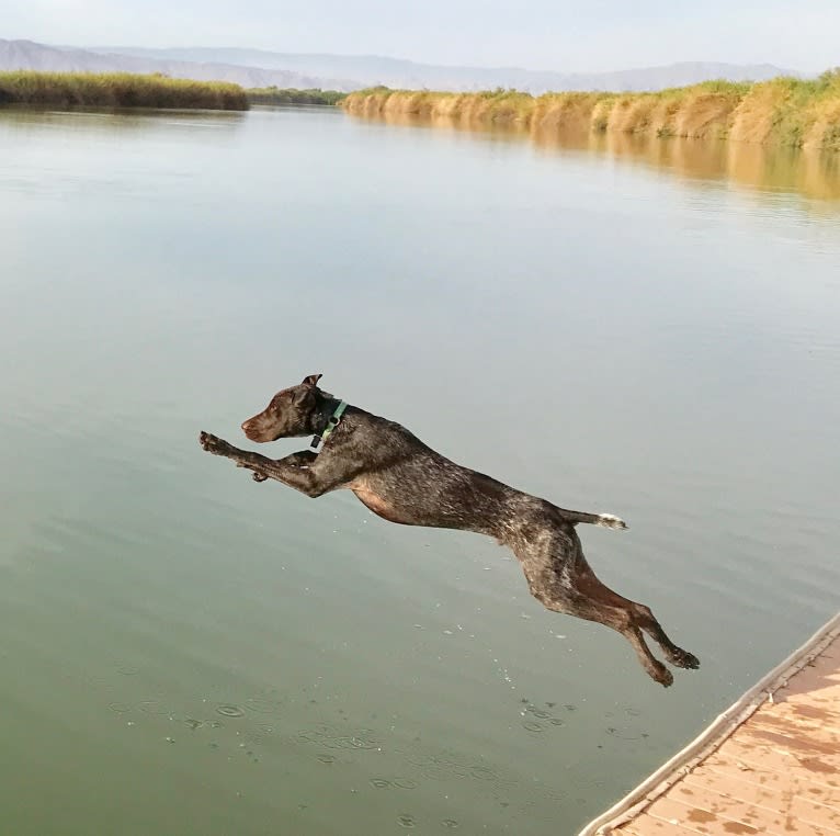 Otto, a German Shorthaired Pointer tested with EmbarkVet.com