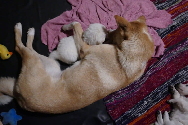 Abbie, a Canaan Dog tested with EmbarkVet.com