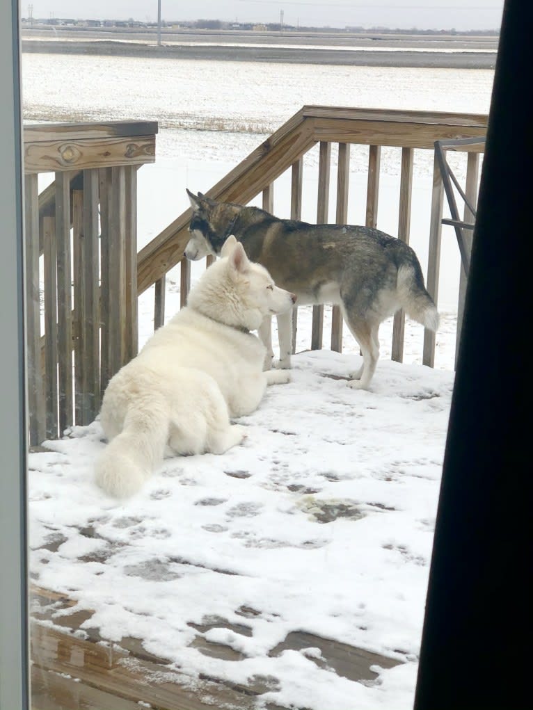 Recon, a Siberian Husky tested with EmbarkVet.com