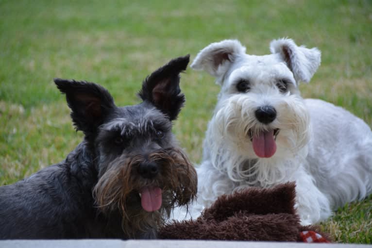 SPARTA, a Miniature Schnauzer tested with EmbarkVet.com