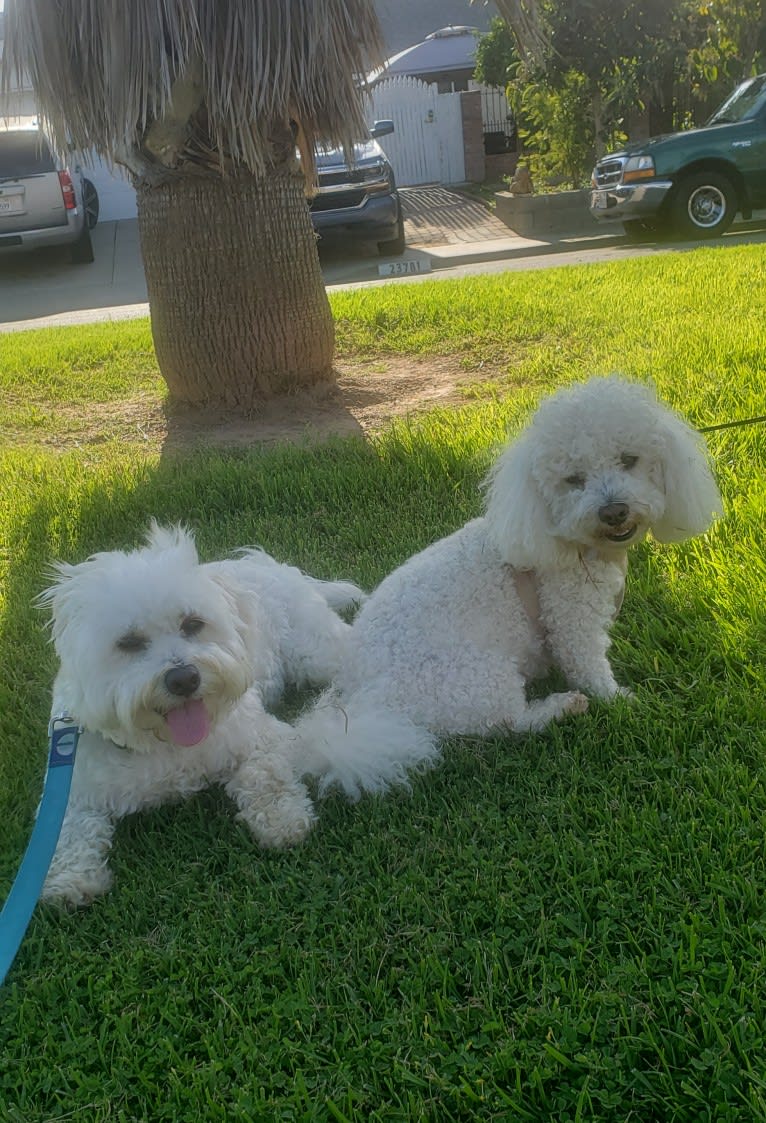 Benji, a Poodle (Small) and Bichon Frise mix tested with EmbarkVet.com