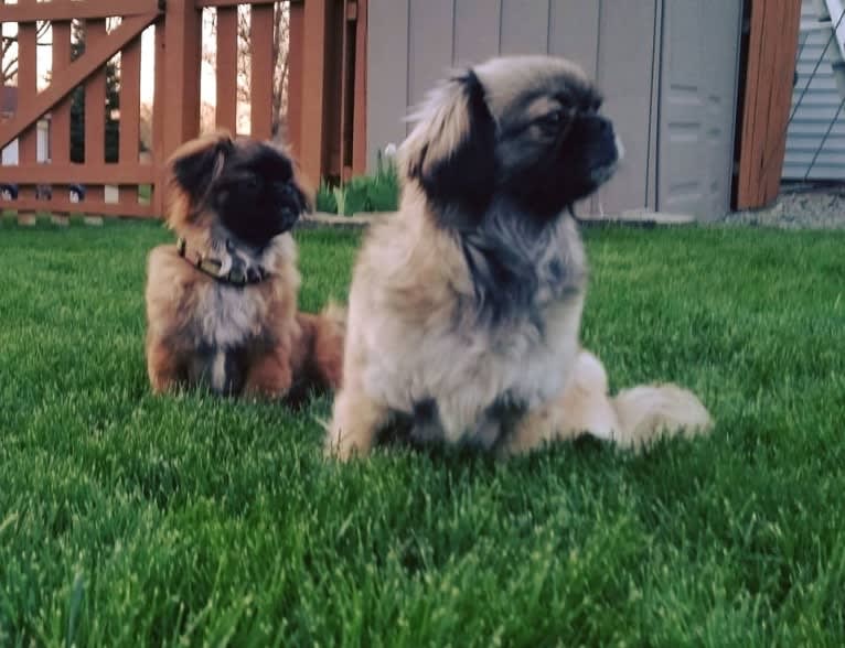 Rango, a Tibetan Spaniel and Papillon mix tested with EmbarkVet.com