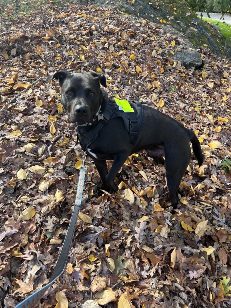 Teddy, an American Pit Bull Terrier and American Staffordshire Terrier mix tested with EmbarkVet.com