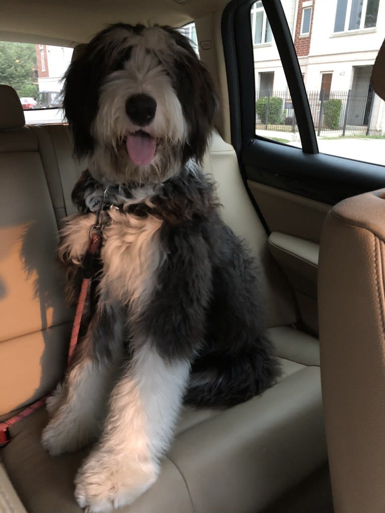 Cokie, a Bernese Mountain Dog and Old English Sheepdog mix tested with EmbarkVet.com