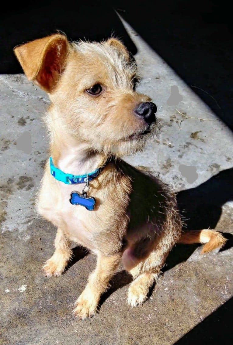 Zuma, a Chihuahua and Pomeranian mix tested with EmbarkVet.com
