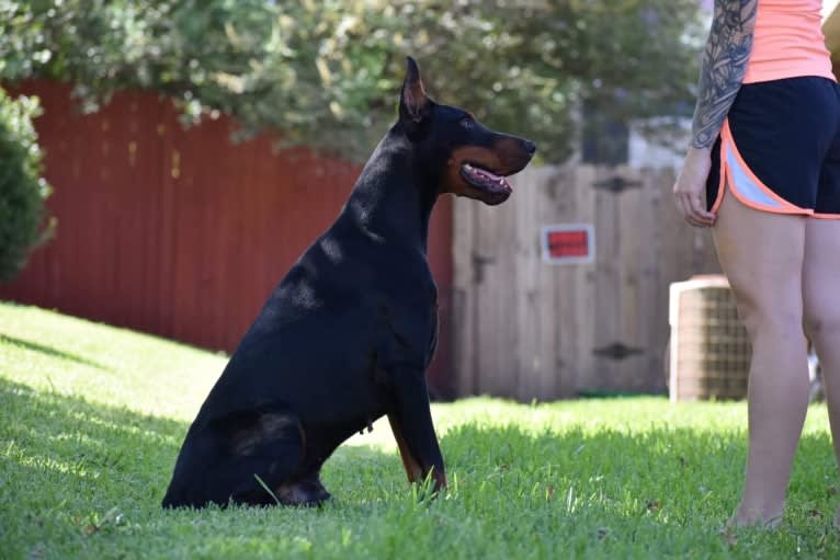 Thunder, a Doberman Pinscher tested with EmbarkVet.com