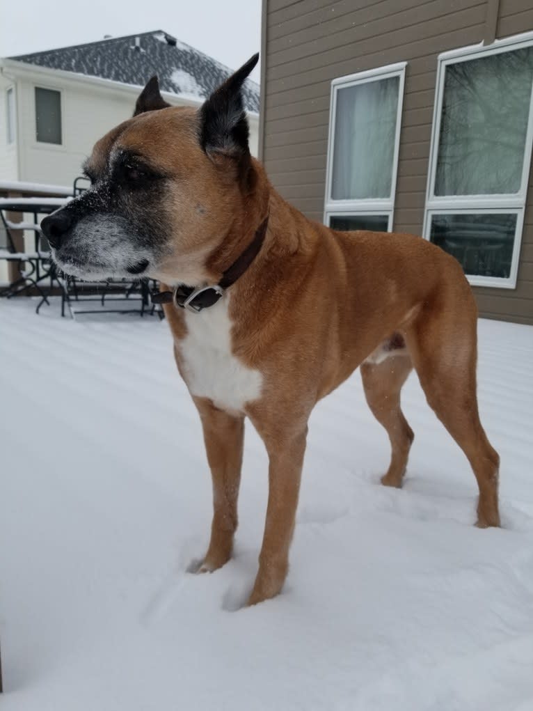 Vadar, a Boxer and Australian Shepherd mix tested with EmbarkVet.com