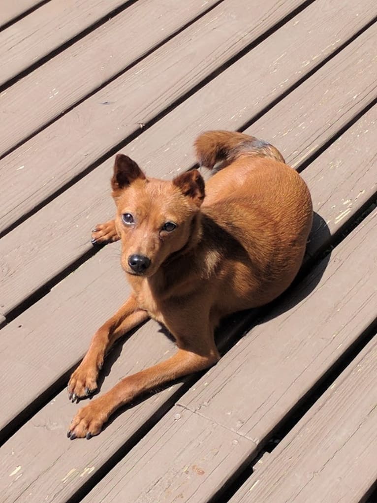 Rosie, a Rat Terrier and Chinese Shar-Pei mix tested with EmbarkVet.com