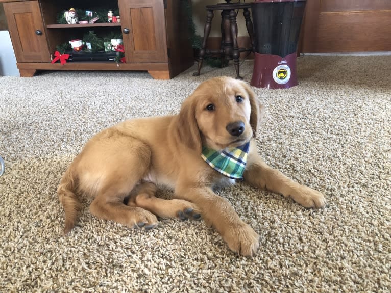 Cooper, a Golden Retriever tested with EmbarkVet.com