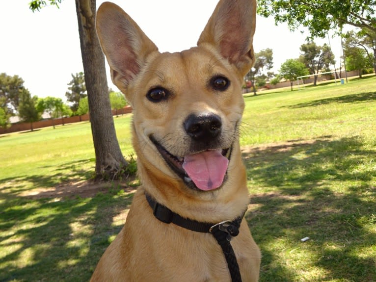 Bean, a Chow Chow and Chihuahua mix tested with EmbarkVet.com