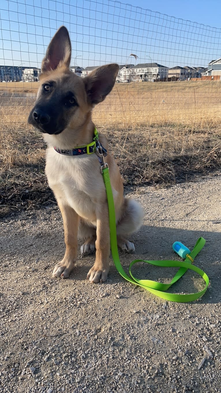 Enzo, a Siberian Husky and German Shepherd Dog mix tested with EmbarkVet.com