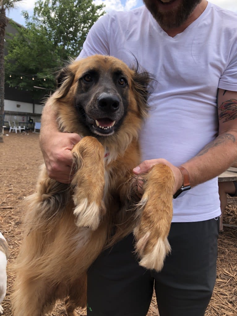 Bodhi, a German Shepherd Dog and Boxer mix tested with EmbarkVet.com