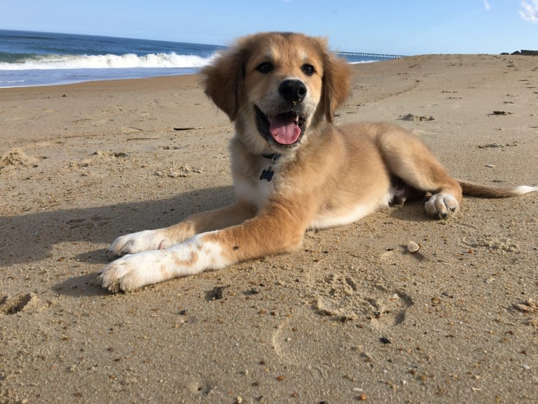 Bailey, a Great Pyrenees and American Foxhound mix tested with EmbarkVet.com