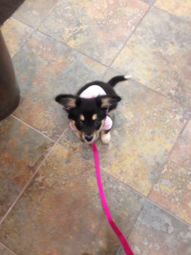 Luna, an Australian Cattle Dog and Chow Chow mix tested with EmbarkVet.com