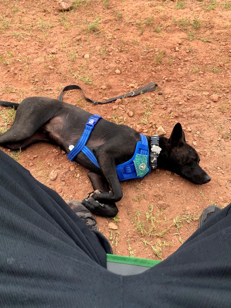 Wesley, an Australian Cattle Dog and Chihuahua mix tested with EmbarkVet.com