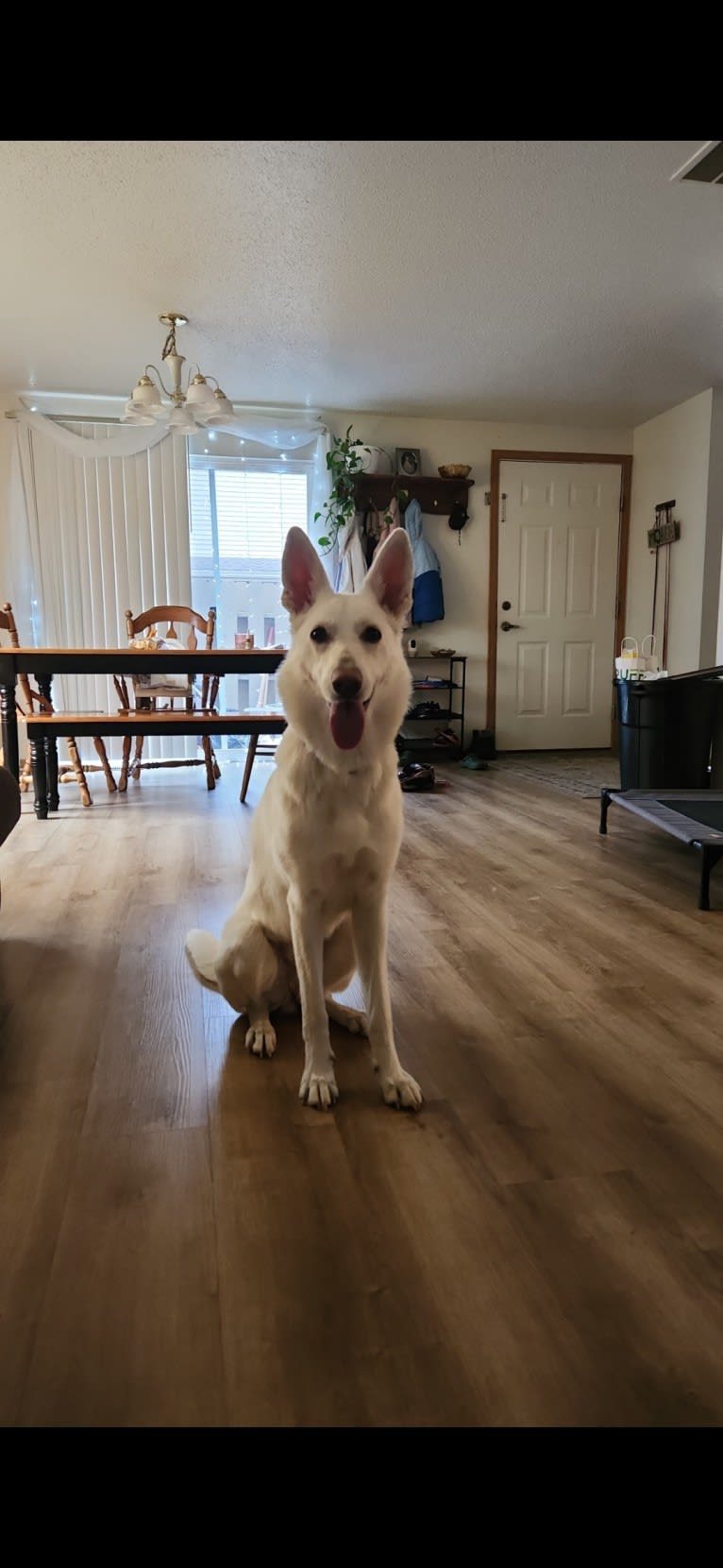 Sundae, a White Shepherd tested with EmbarkVet.com
