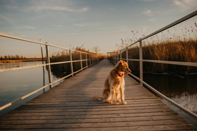 Tate, a Southeast Asian Village Dog tested with EmbarkVet.com