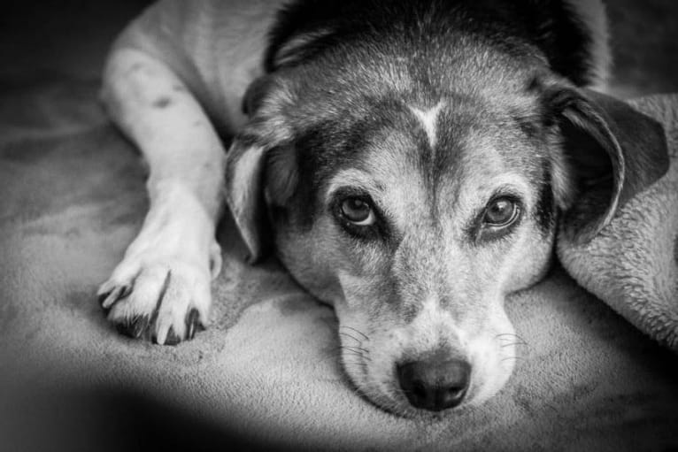 Maggie, a Beagle and Golden Retriever mix tested with EmbarkVet.com