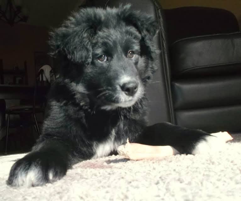 Zane, a Shetland Sheepdog and Labrador Retriever mix tested with EmbarkVet.com